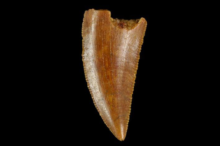 Serrated, Raptor Tooth - Real Dinosaur Tooth #115955